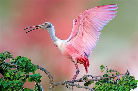 The Six Species Of Spoonbills - WorldAtlas