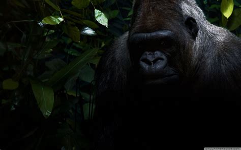 Gorilla 4k Wallpapers - Wallpaper Cave