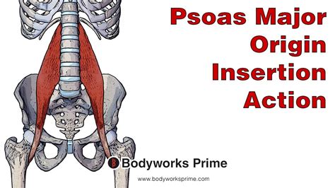 Psoas Major Anatomy: Origin, Insertion and Action - YouTube