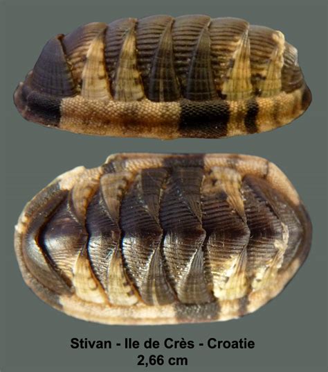 Florida Marine Fossil (Chiton)? - Fossil ID - The Fossil Forum