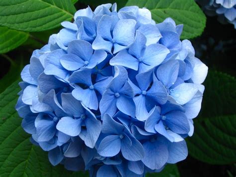 Dr. Dan's Garden Tips: The Range of Hydrangea