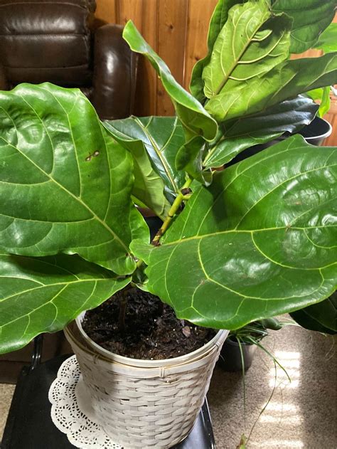 Fiddle Leaf Fig Plants for sale in King and Queen Court House, Virginia ...