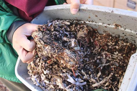 Cutting down your food waste with worms