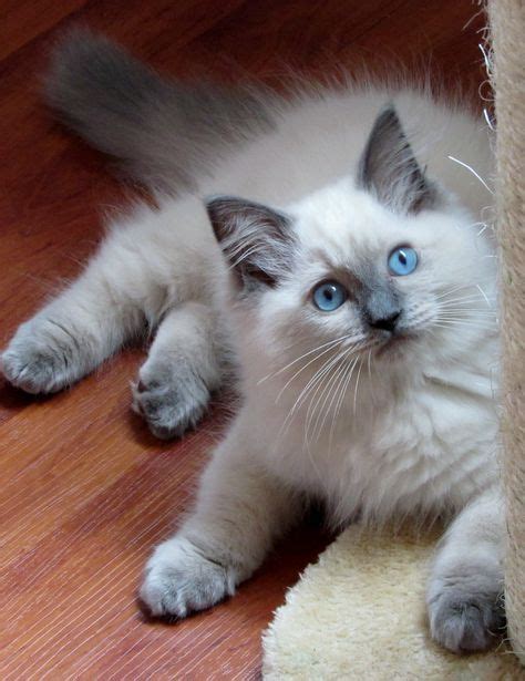 Stunning Blue Flame Point Ragdoll: The Ultimate Feline Companion - catmags.com