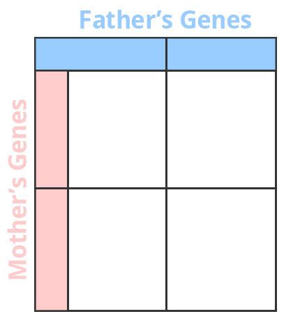 Breeding Basics 101 – How to draw a Punnett Square – A-Grade Hydroponics – Nature's Gateway