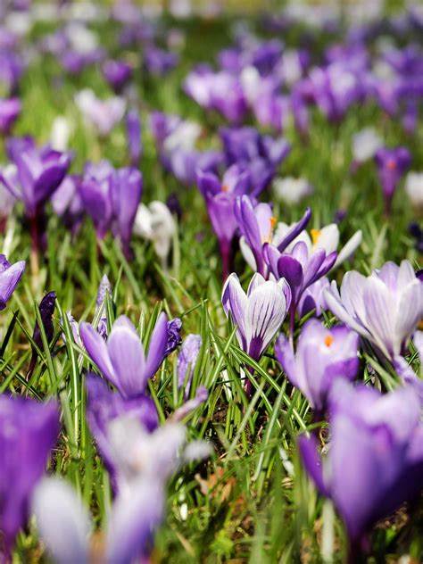 Crocus Flower Mobile Wallpapers - Wallpaper Cave