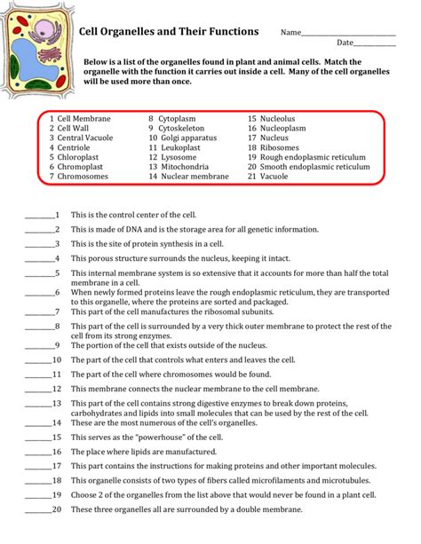 Organelles Of The Animal Cell Worksheet - Cell Unit: Cell Organelles and their Function, Animal ...