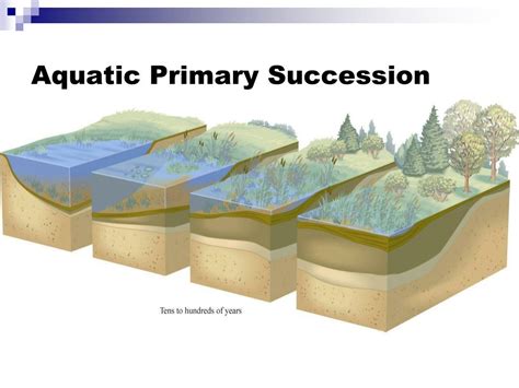 PPT - Community Ecology PowerPoint Presentation, free download - ID:655239