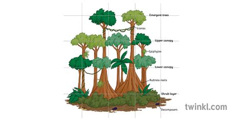 rainforest structure diagram label trees plants ecosystem geography ks3