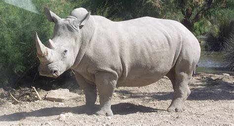 File:Rhinocéros blanc JHE.jpg - Wikimedia Commons