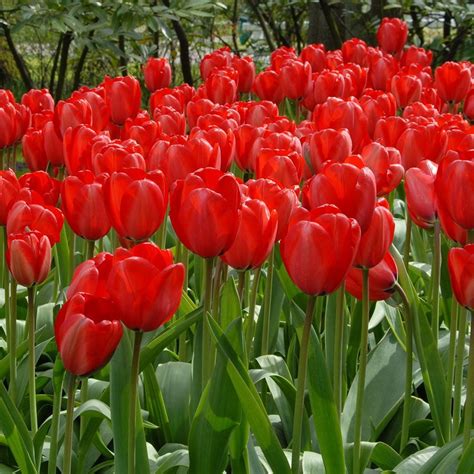 Tulip 'Red Impression' | White Flower Farm