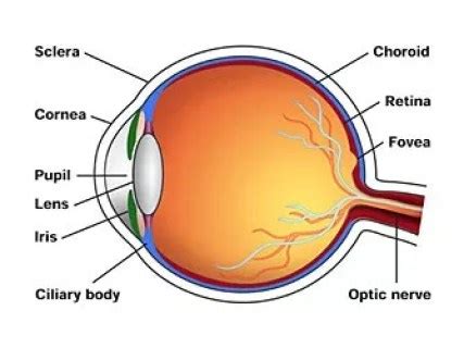 Main Eye Parts and Their Functions| Human Eyes Functions