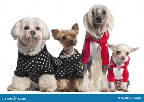 Four dogs dressed up stock image. Image of breed, crested - 20334655