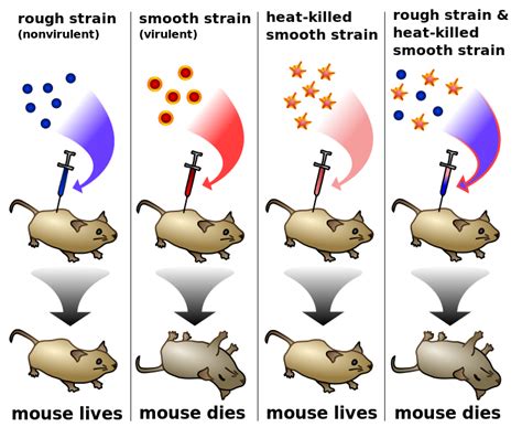 How Prokaryotes Achieve Genetic Diversity | Microbiology: Health and Disease