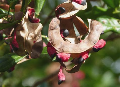 Adenanthera pavonina , Red sandalwood Tree | gailhampshire | Flickr