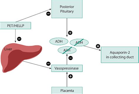 ADH Hormone: Vasopressin, Function, Regulations, Disorders