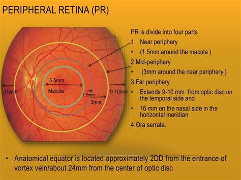 Layers Of The Retina Diagram