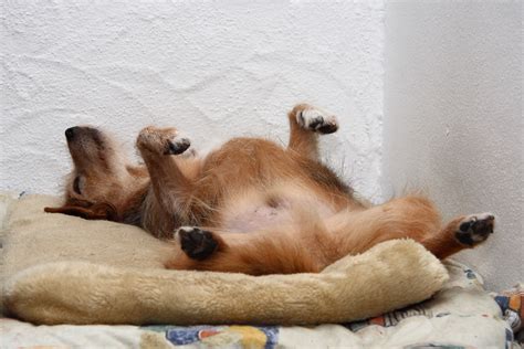 The 12 Best Sleeping Positions For Any Dog