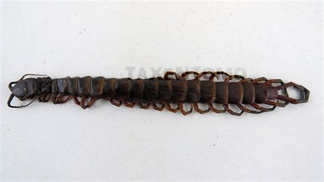 Scolopendra gigantea