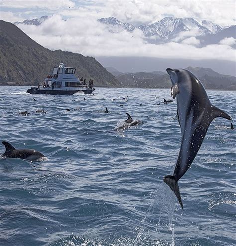 Dolphin Encounter - Kaikoura guided tours - swim with dolphins