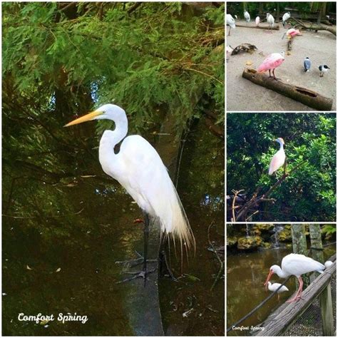 #Flamingo Gardens & #Wildlife Sanctuary – Comfort Spring #sanctuary #birds #Florida River Otter ...