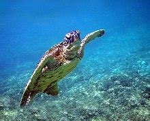 Green sea turtle - Wikipedia
