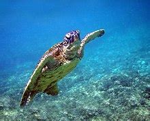 Green sea turtle - Wikipedia