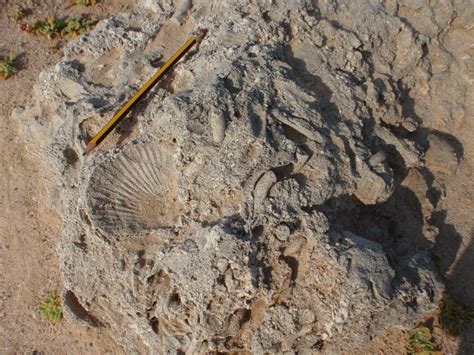 Monday Geology Picture: Fossil Seashells at Barr Al-Hikman, Oman - Georneys - AGU Blogosphere