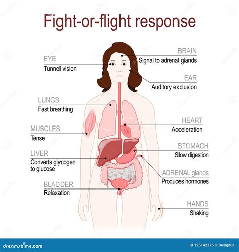 Fight-or-flight Response. Stress Response System Stock Vector ...