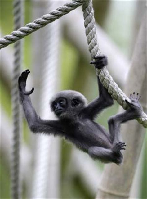 Baby silvery gibbon