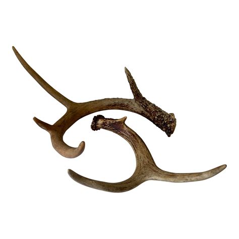 Naturally Shed Deer Antlers - a Pair | Chairish