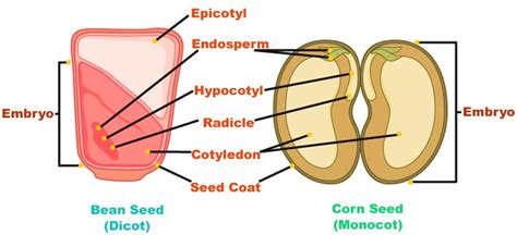 Draw a labeled diagram of the embryo of a dicot seed. Also, write the role of cotyledons.