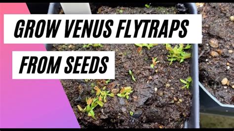 How to Grow Venus Flytrap Seeds - YouTube