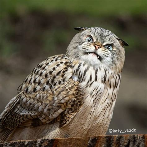 Owl With a Cat's Face | Funny Artist's Photos of Cats as Other Animals ...