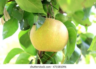 Japanese Pear Tree Stock Photo 471581096 | Shutterstock