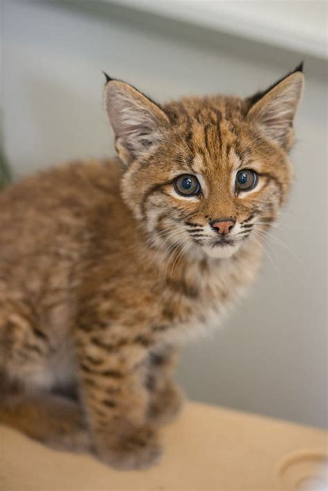 Bobcat kitten making brief stay at Oregon Zoo after 'rescue' by ...