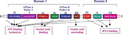 Conserved Sequence Motifs of eIF4A/DEAD-box RNA Helicases of... | Download Scientific Diagram