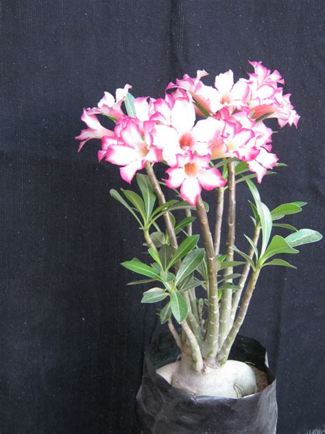 Adenium - AdeniumPlant Bonsai Plant | Bonsai Adenium Plant