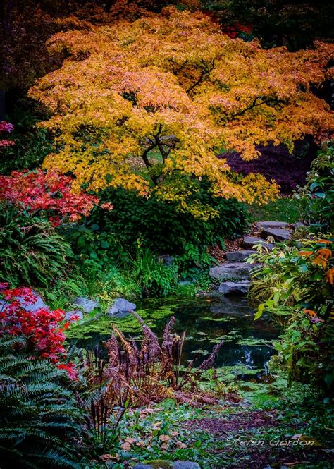 Arboretum Fall Color - October colors in the Washington Park Arboretum in Seattle, Washington ...