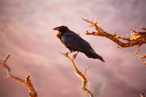 Raven Symbolism and Raven Meaning on Whats-Your-Sign