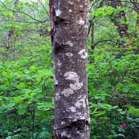 red alder bark - Native Plant Guide