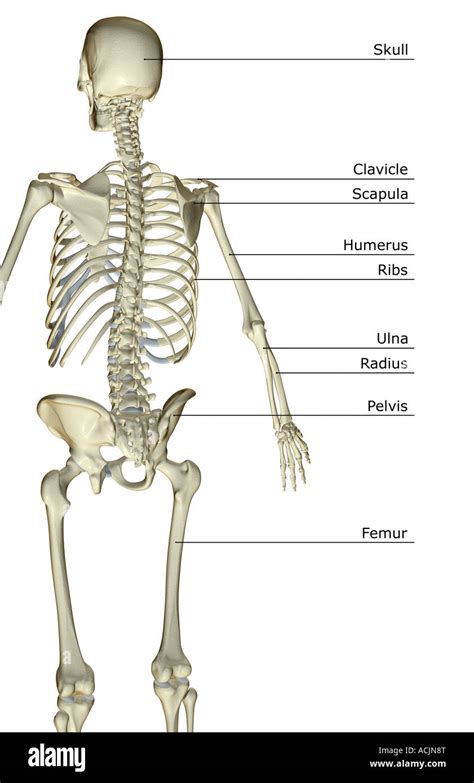 The bones of the upper body Stock Photo - Alamy