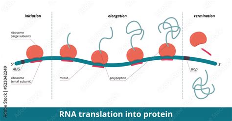 RNA translation into protein. Stages of protein (polypeptide) synthesis ...