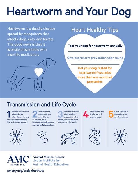 April is Heartworm Awareness Month - The Animal Medical Center