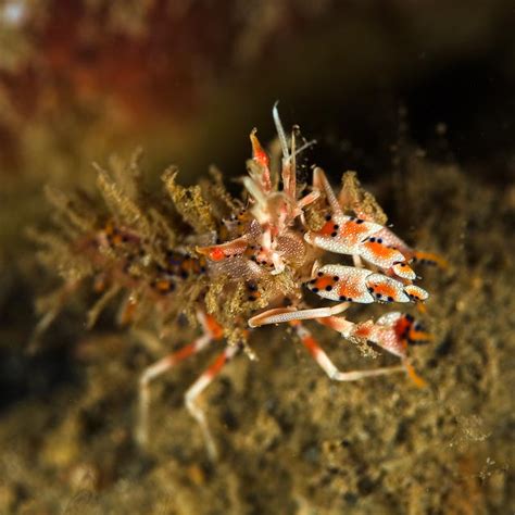 UnderWater Photography East Timor: In Search of Dragon Shrimp