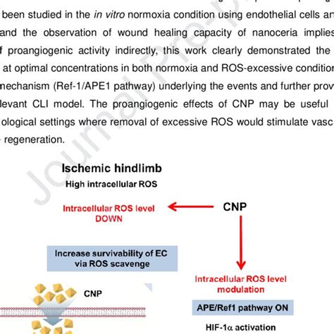 Schematic depicting the proposed roles of CNP in treating CLI. First ...