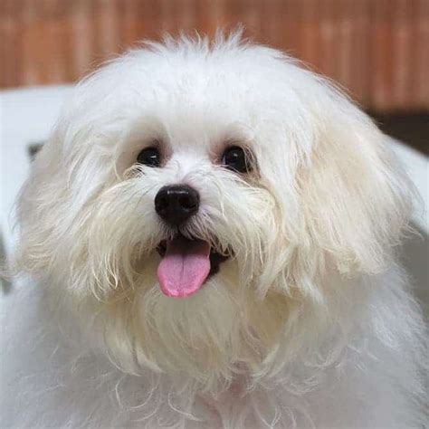 Meet The Maltese Temperament (Sweet-Tempered, Affectionate & Playful)