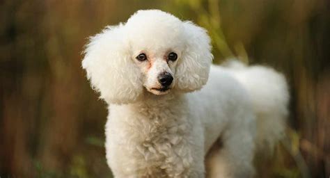 White Standard Poodle | Dog breeds, Poodle puppy, Best small dog breeds