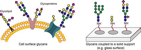 Cell-Based Glycan Arrays for Probing Glycan–Glycan Binding Protein ...