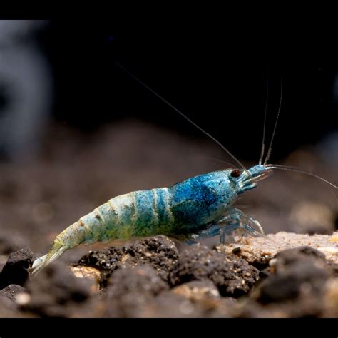 Blue Bolt Shrimp - Planted Tank Mates